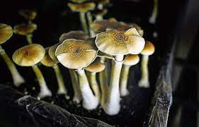 Therapists Test Psychedelic Chaos To Cure Depression And Addiction Bhekisisa