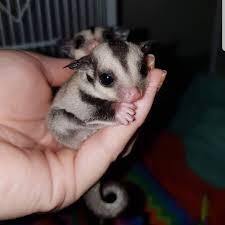 118 Sugar Gliders That Are Just Too Sweet Bored Panda
