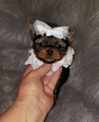 Check spelling or type a new query. 350 Teacup Poodle Puppies Ideas In 2021 Teacup Poodle Puppies Puppies Teacup Puppies