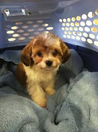 Video of our 6 cavachon puppies. Silver Paw Cavachons Washington State Cavachon Puppies Cavachon Mans Best Friend