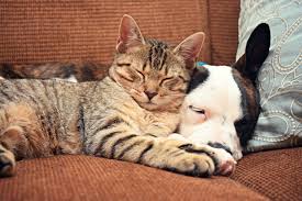 The outer layer is breathable premium cotton. 20 Natural Home Remedies For Cats And Dogs