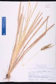 Image result for Eustachys paspaloides