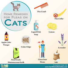 Home Remedies For Fleas On Cats Top 10 Home Remedies Home Remedies For Fleas Flea Remedies Natural Flea Remedies