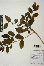 Image result for Phyllanthus muellerianus