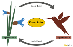 1) parasitismus (je nach dem, ob man es als wesensmerkmal der symbiose ansieht, dass alle partner einen vorteil aus dem zusammenleben ziehen oder nicht, ist parasitismus ein gegenwort oder ein unterbegriff der symbiose) Koevolution Abiblick De