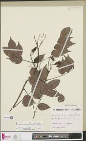 Image result for Tinnea antiscorbutica