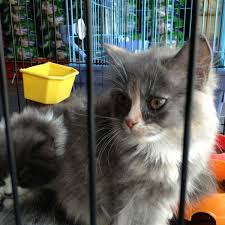 Antara tujuan ianya ditubuhkan ialah: Mesra Pet Shop Pet Store