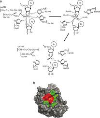 Maybe you would like to learn more about one of these? 2 Active Site Substrate Binding And Mechanism Of Catalysis Of Rnase T2 Download Scientific Diagram