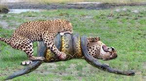 A predator catches, attacks, and eats its prey. Top 10 Strongest Predators In The Wild Prey Vs Predator Blondi Foks Youtube
