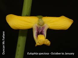 Image result for Eulophia longisepala