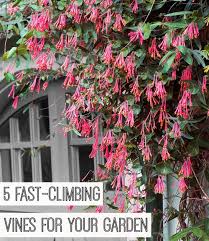 5 Fast Climbing Vines For Your Garden Climbing Flowering Vines Flowering Vines Fast Growing Vines
