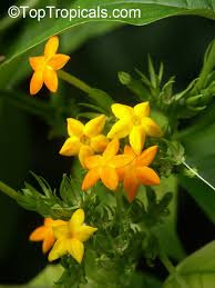 Image result for Mussaenda