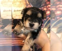 The morkie is a cross breed between the maltese and the yorkshire terrier. View Ad Morkie Litter Of Puppies For Sale Near Florida Sarasota Usa Adn 222774