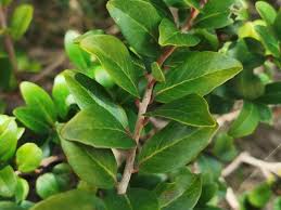 Image result for Scolopia