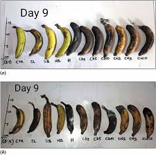 Image result for Musa acuminata