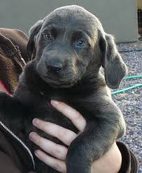 Maybe you would like to learn more about one of these? Silver Lab Puppies Oregon The Y Guide