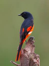 Pin On Aves Domesticas E Silvestres