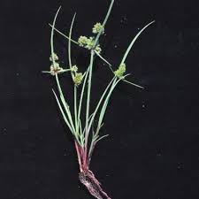 Image result for Lipocarpha rehmannii