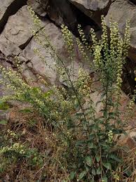 Image result for Monosis conferta