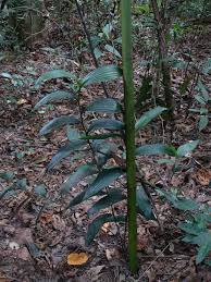 Image result for Corymborkis