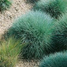 Image result for Festuca