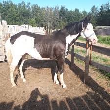 Image result for tbn:tVj6rqcH-AQR9M::www.pregonagropecuario.com.ar/images/caballo_overo.jpg