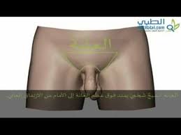 القضيب وكيس الصفن الأعضاء التناسلية الخارجية للرجل تعليمي youtube