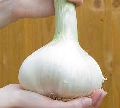 15 growing garlic plants california white bulbs cloves sets dug before shipping. Elephant Garlic Allium Ampeloprasum Heirloom Bulb Caribbeangardenseed