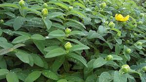 Avvertenze, consigli e rimedi naturali a base di iperico per la cura farmaci e fitoterapia. L Iperico E Le Sue Principali Proprieta Botaniche E Terapeutiche
