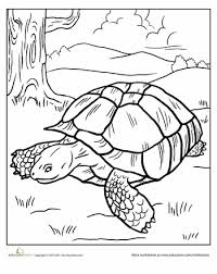 Tortoise Worksheet Education Com Coloring Pages Tortoise Russian Tortoise Diet