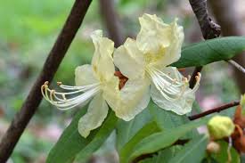 Fiori spontanei di colore bianco. Rododendro Coltivazione Cura Avversita Orto E Giardino