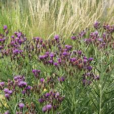Image result for Vernonia natalensis