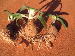 Image result for Drimia