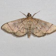 Image result for Blepharis dunensis