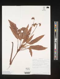 Image result for Begonia bequaertii