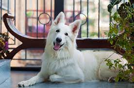 White Shepherd Dog Breed Information And Pictures Petguide