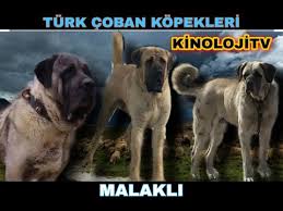 Cok Buyuk Ve Ofkeli Dev Aksaray Malaklisi Kopegi Turk Aslanlarinin Diyari Anadolu 2 Bolum Dog Youtube