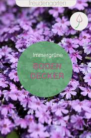 Immergrune Bodendecker In 2020 Bodendecker Winterharte Stauden Pflegeleichter Garten