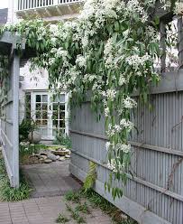 Maybe you would like to learn more about one of these? Creating A Private Haven Finegardening Evergreen Clematis Evergreen Vines Evergreen Plants