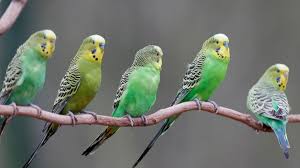 Es ist dort ganz rot und es kommen neue federn. Wellensittich Halten Kauf Kafig Futter Und Pflege Herz Fuer Tiere De