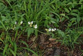 Image result for Decorsea schlechteri