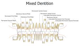 mixed dentition news dentagama