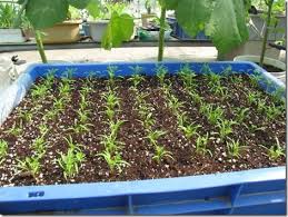 two weeks old carrot seedlings growing carrots in