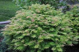False Spirea Flower Zone Best Flower Wallpaper
