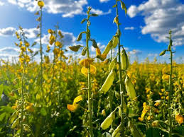 Image result for Crotalaria pudica