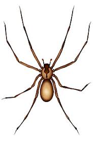 Brown Recluse Spider Bites Treatment Pictures Symptoms