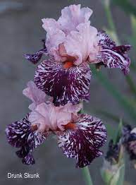 World Of Irises Broken Color Irises With Hybridizer Brad Kasperek At Zebra Iris Gardens Iris Flowers Flower Seeds Flowers Perennials