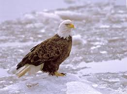 Birds Of Southern Illinois Saw My First Bald Eagle In Alton Illinois Bald Eagle Largest Bird Of Prey Alton Illinois