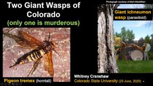 The pigeon horntail is the host insect to another fearsome nonstinging wasp relative, the giant ichneumons in the genus megarhyssa. Don T Worry This Colorado Bug Isn T A Murder Hornet 9news Com