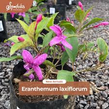 Image result for Eranthemum laxiflorum